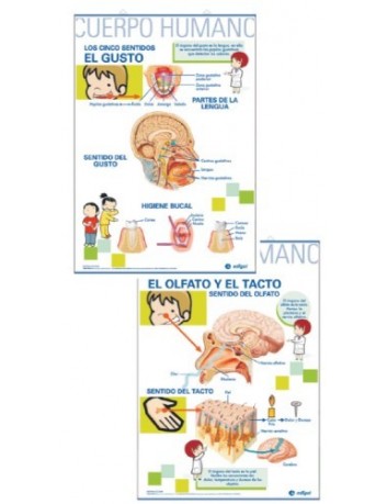LAMINES D'ANATOMIA 70x100 -...