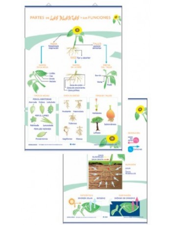 LAMINAS PLANTAS- 70x100cm -...