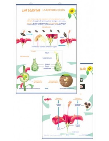 LAMINAS PLANTAS- 70x100cm -...